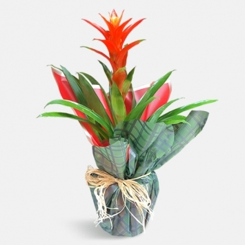 Saksıda Guzmania