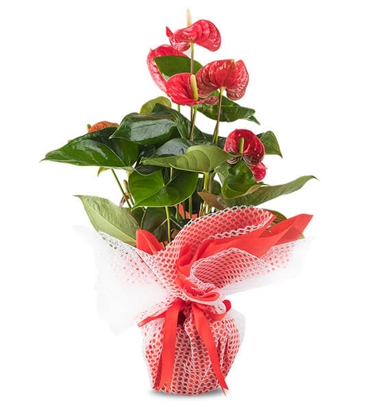 Kırmızı Anthurium ithal