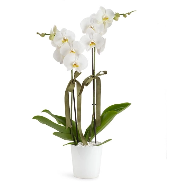 Çift Dal İthal Beyaz Orkide
